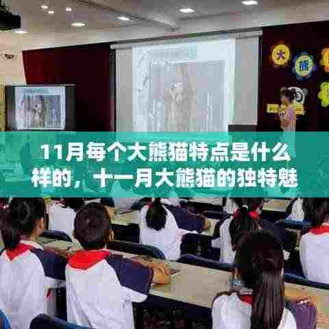 十一月大熊猫的独特魅力,风采各异的每月之星与特点解析
