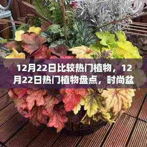 12月22日热门植物大盘点，时尚盆栽与节日花卉选购指南