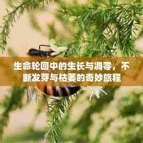 生命轮回中的生长与凋零,不断发芽与枯萎的奇妙旅程