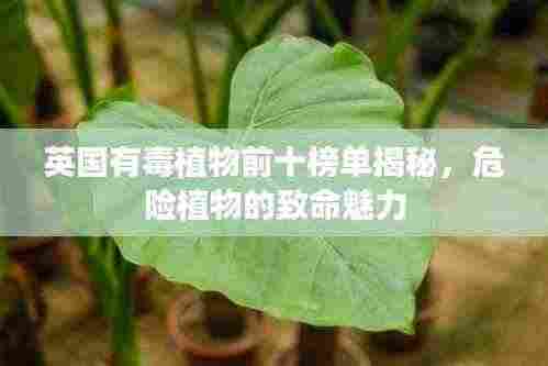 英国有毒植物前十榜单揭秘，危险植物的致命魅力