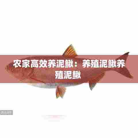 农家高效养泥鳅:养殖泥鳅养殖泥鳅