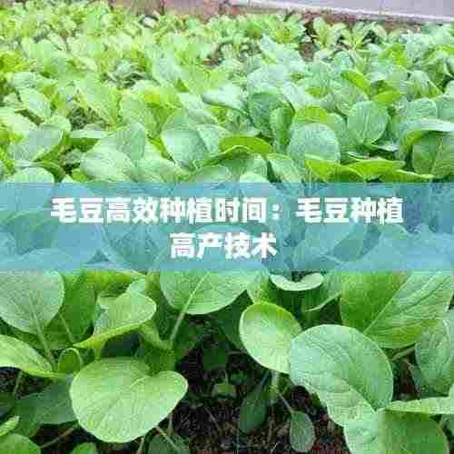 毛豆高效种植时间:毛豆种植高产技术