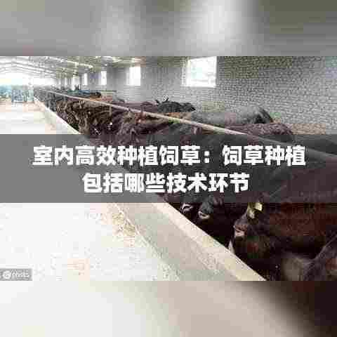 室内高效种植饲草：饲草种植包括哪些技术环节 