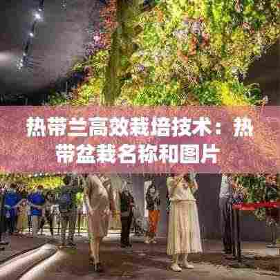 热带兰高效栽培技术:热带盆栽名称和图片