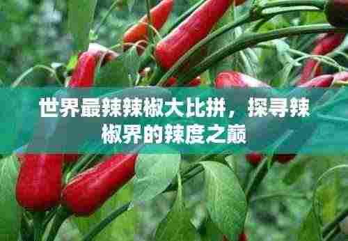 世界最辣辣椒大比拼,探寻辣椒界的辣度之巅