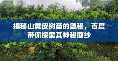 揭秘山黄皮树苗的奥秘，百度带你探索其神秘面纱