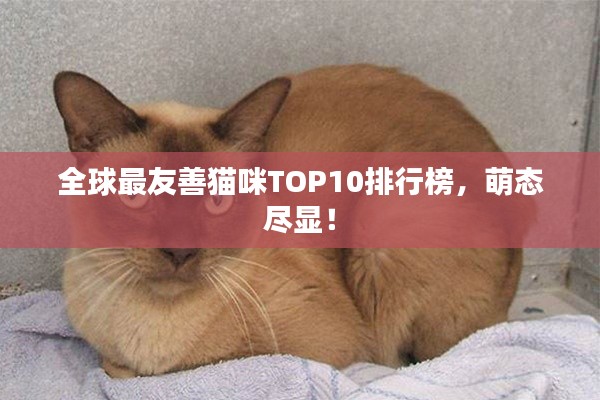 全球最友善猫咪TOP10排行榜,萌态尽显!