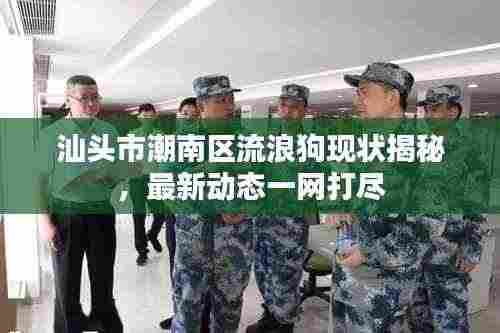 汕头市潮南区流浪狗现状揭秘,最新动态一网打尽