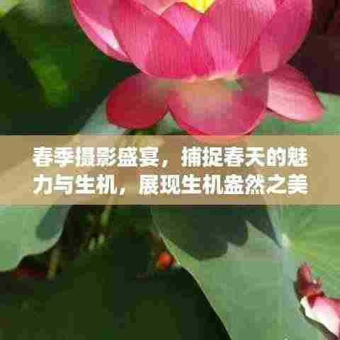 春季摄影盛宴，捕捉春天的魅力与生机，展现生机盎然之美！