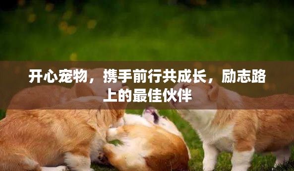 开心宠物,携手前行共成长,励志路上的最佳伙伴
