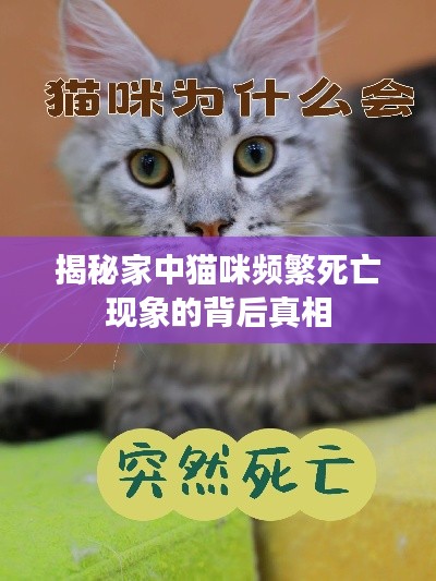 揭秘家中猫咪频繁死亡现象的背后真相